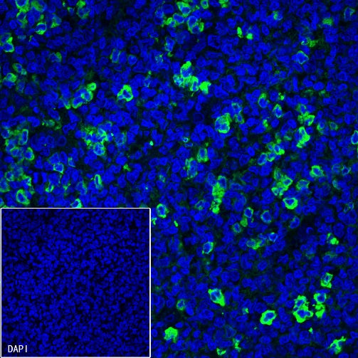 Human IgG F(c) Recombinant Rabbit mAb (S-318-184)