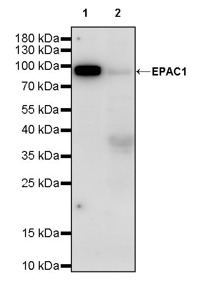 EPAC1 Recombinant Rabbit mAb (S-3774-58)