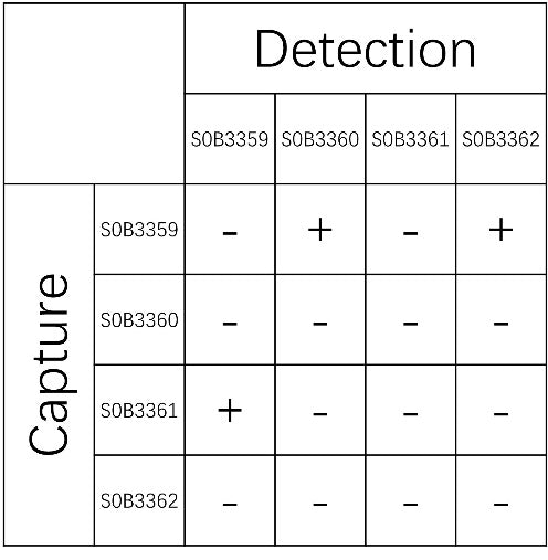 CCL2/MCP-1 Recombinant Rabbit mAb (SDT-1737-79)