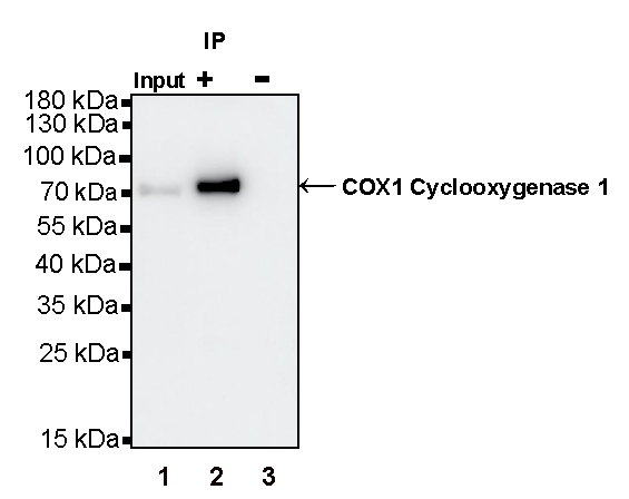 COX1/Cyclooxygenase 1 Recombinant Rabbit mAb (S-1478-48)