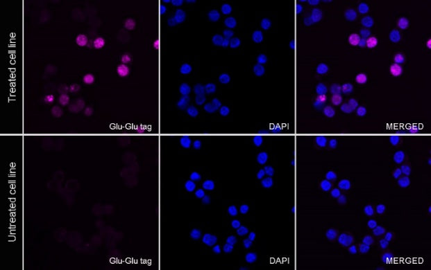 Glu-Glu tag Recombinant Rabbit mAb (Alexa Fluor® 647 Conjugate) (S-905-4)