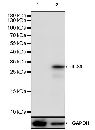 IL-33 Recombinant Rabbit mAb (S-1700-17)