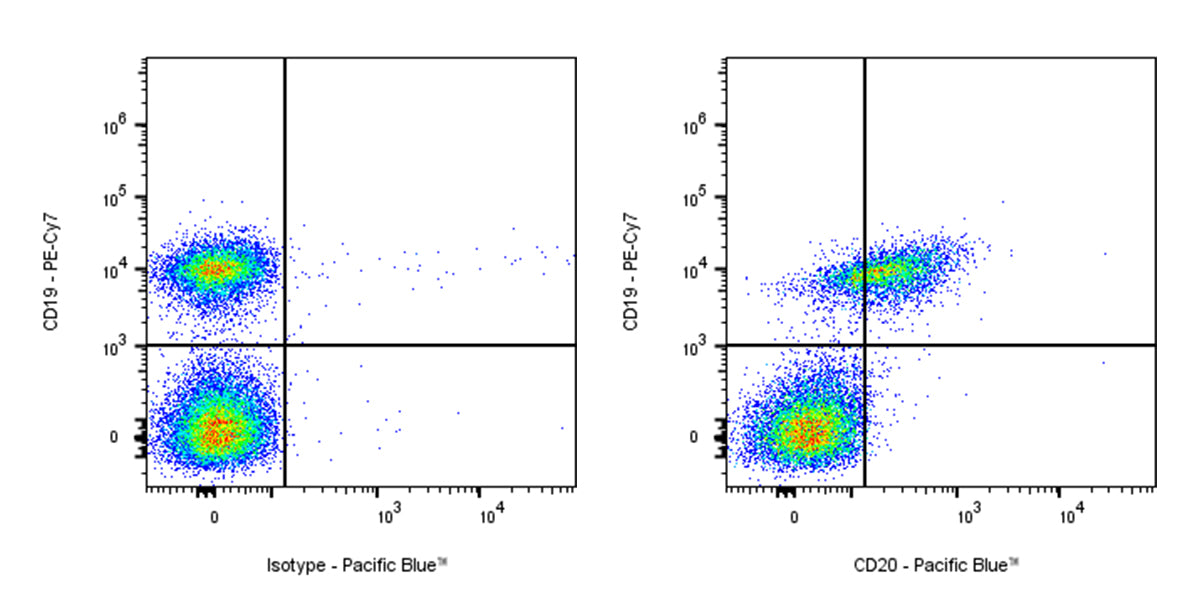 Pacific Blue Rat Anti-Mouse CD20 Antibody (S-R497)