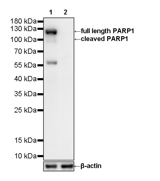 PARP1-Knockout HeLa Cell Lysate