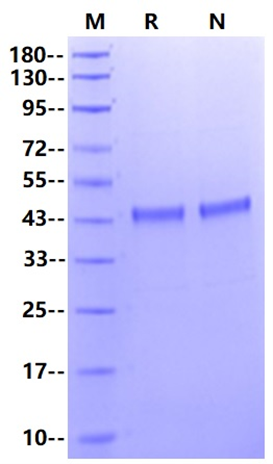 HRP-Labeled ATG4B His Tag Protein, Human