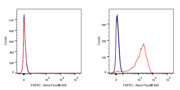 FGFR2 Recombinant Rabbit mAb (S-R239)