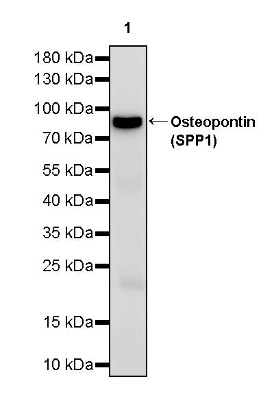 Invivo Anti-Mouse/Human/Rat Osteopontin (SPP1) Recombinant mAb