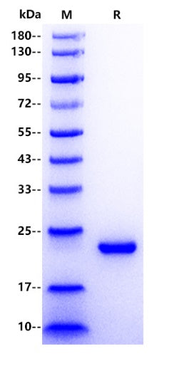 Mouse GH Protein, His tag