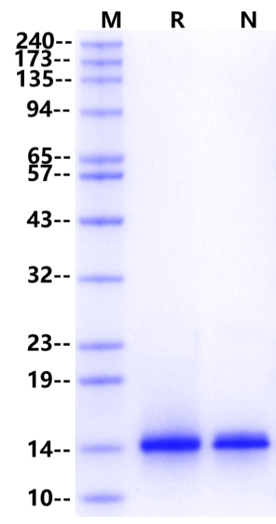 Amphiregulin Protein, Human