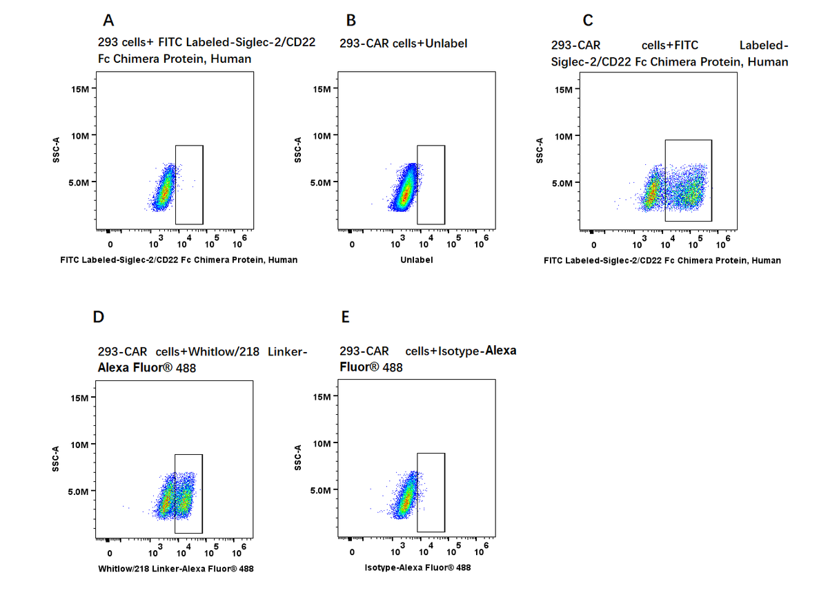 FITC-Labeled Siglec-2/CD22 Fc Chimera Protein, Human