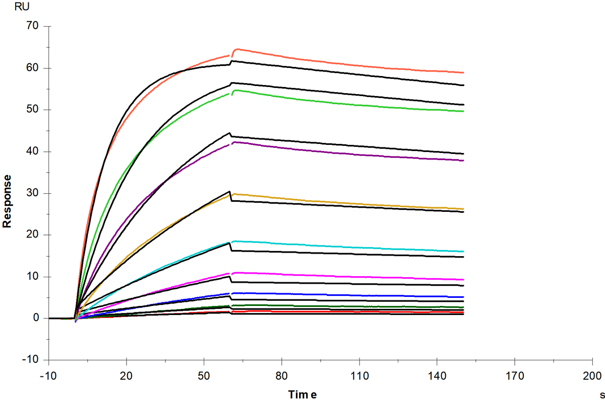 TfR/CD71 His Tag Protein, Human