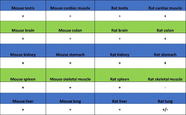 RNF40 Recombinant Rabbit mAb (S-1068-279)