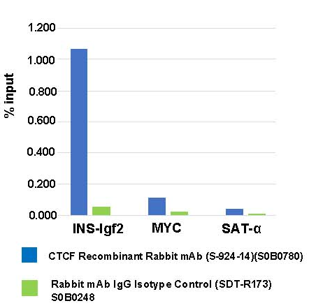 CTCF Recombinant Rabbit mAb (S-924-14)