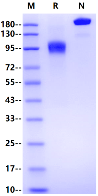 MUC-1(33-167) Fc Chimera Protein, Human
