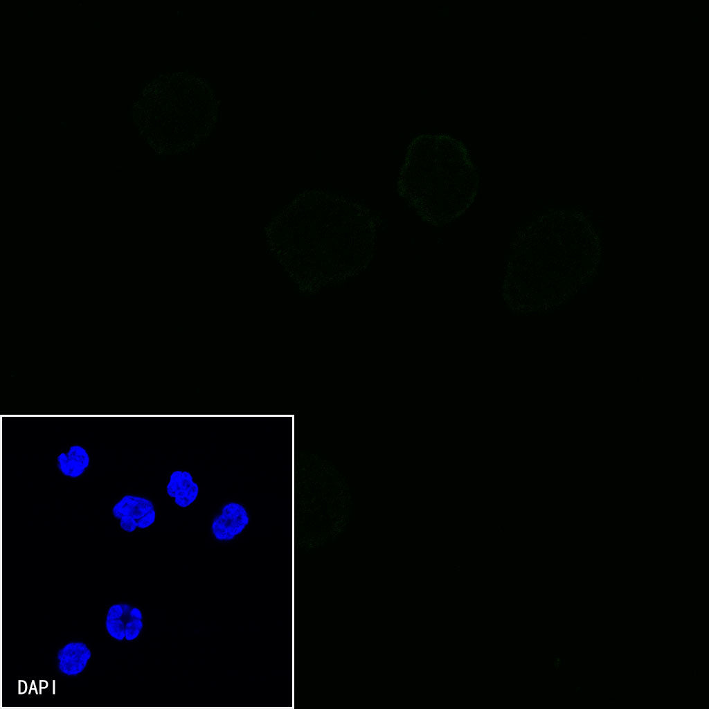 CD10 Mouse mAb (S-713-5)