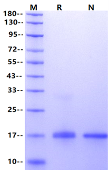 IL-19 Protein, Human