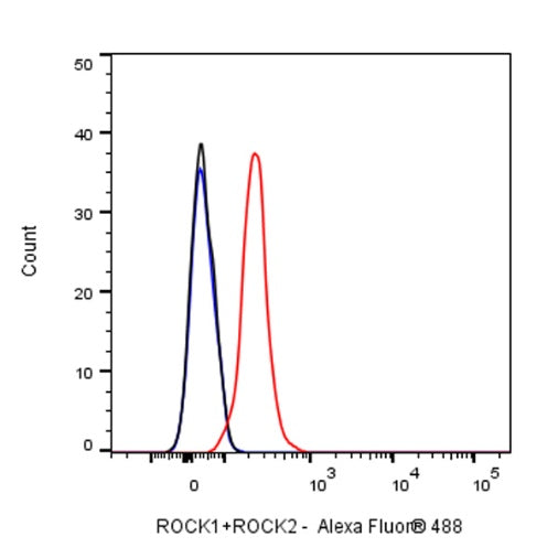 ROCK1+ROCK2 Recombinant Rabbit mAb (S-1305-26)