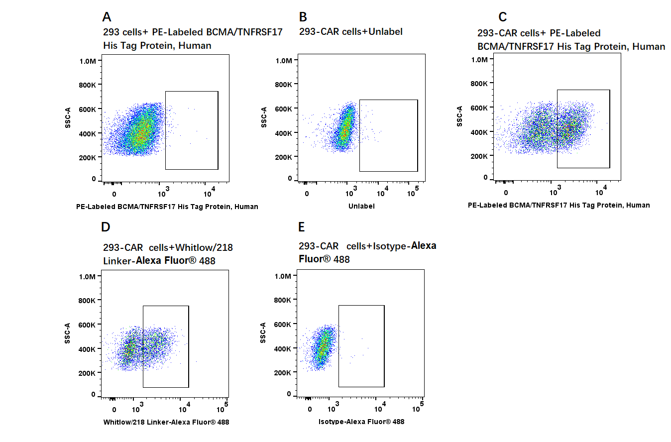 PE-Labeled BCMA/TNFRSF17 His Tag Protein, Human