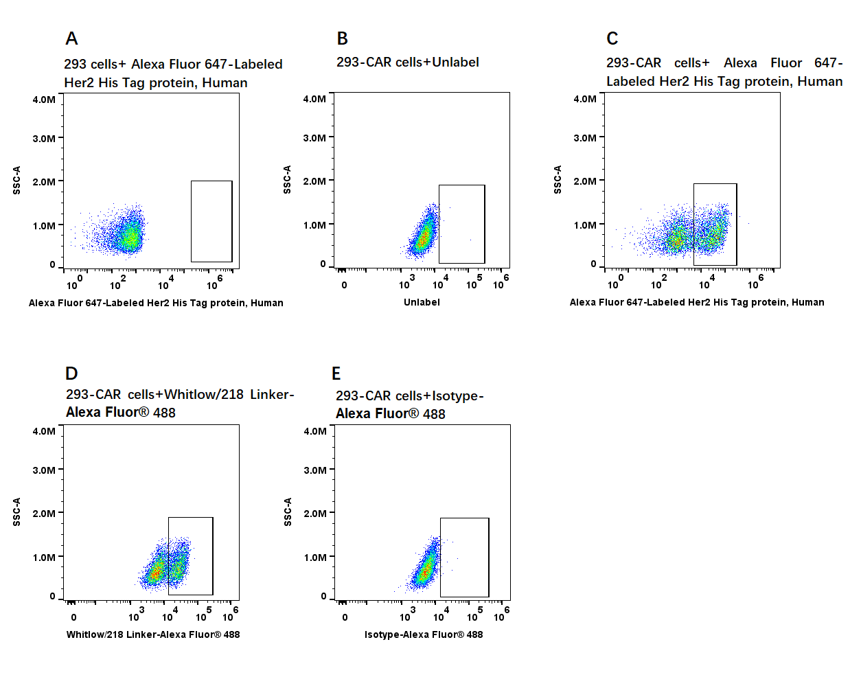 Alexa Fluor 647-Labeled Her2 His Tag protein, Human