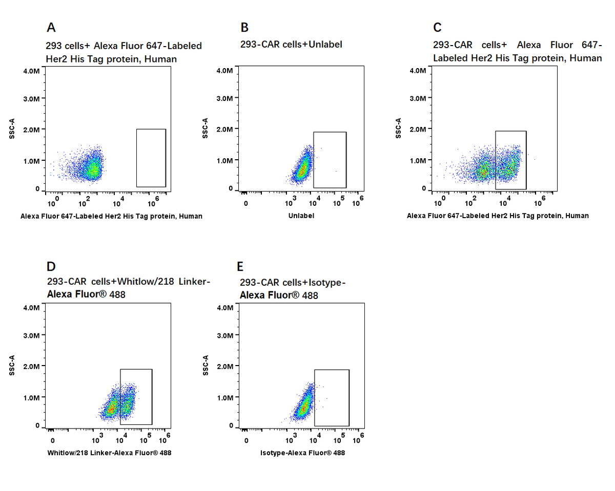 Alexa Fluor 647-Labeled Her2/ErbB2 His Tag protein, Human