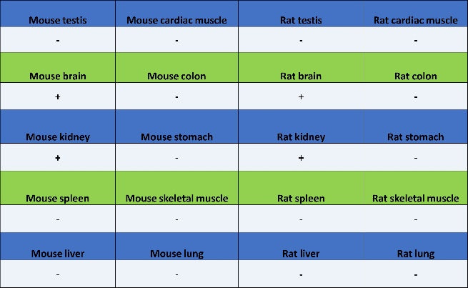 Synaptopodin Recombinant Rabbit mAb (SDT-3331-4)