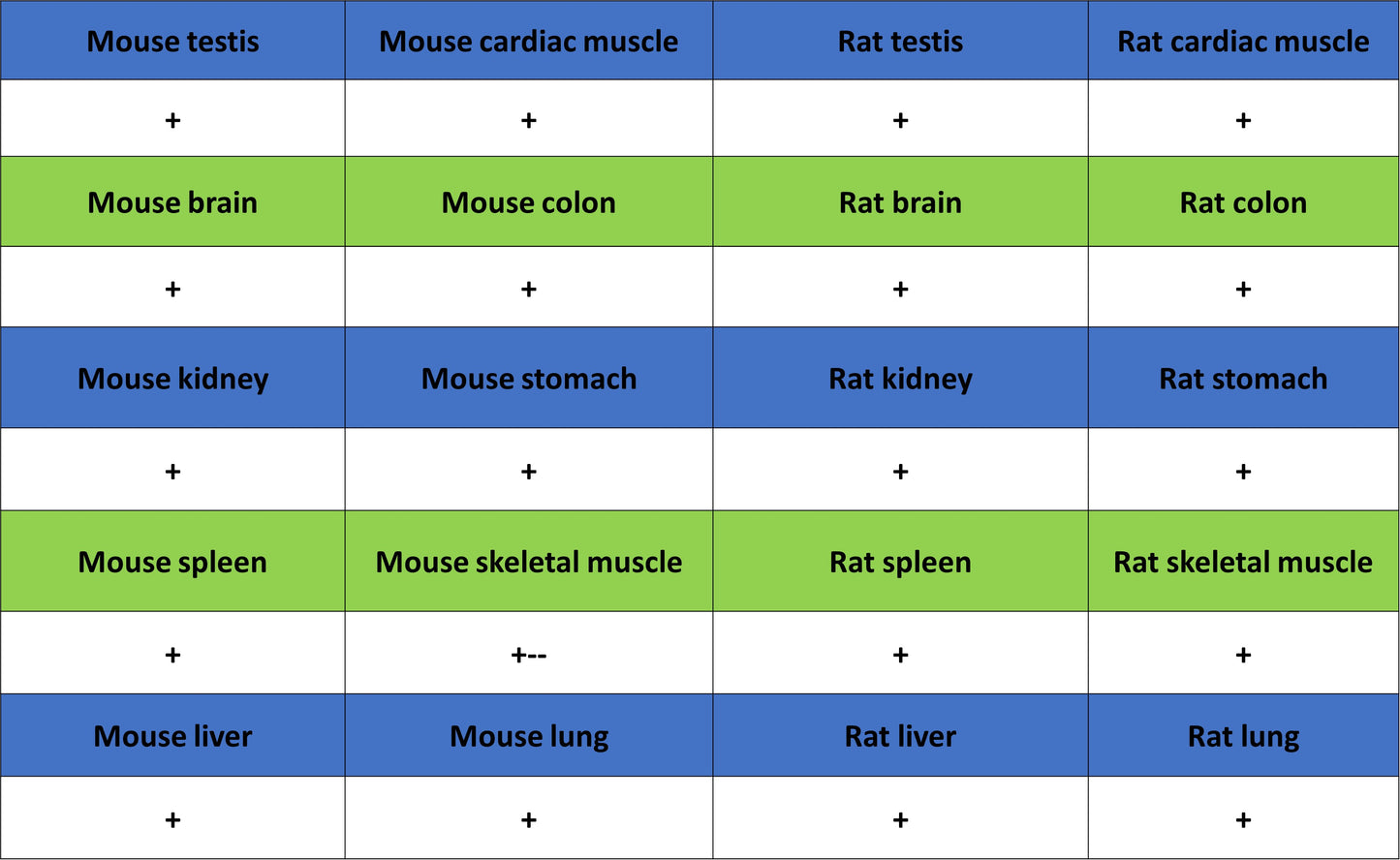 HSP60 Recombinant Mouse mAb (S-5385)