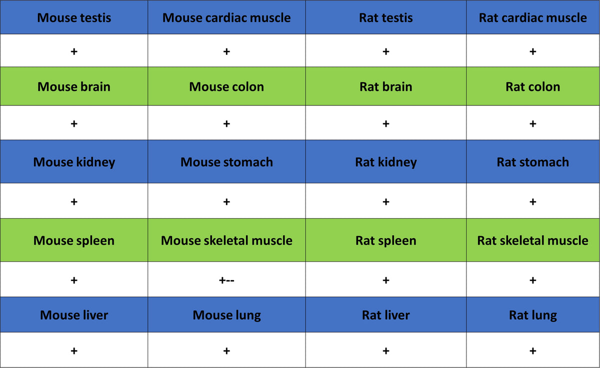 HSP60 Recombinant Mouse mAb (S-5385)