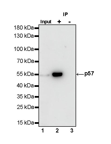 S-RMab®Rabbit mAb IgG Isotype Control (S-R058)