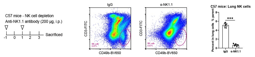 Invivo anti-mouse NK1.1 Recombinant mAb