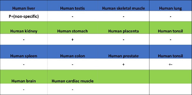 ZO-1 Recombinant Rabbit mAb (S-2188-12)