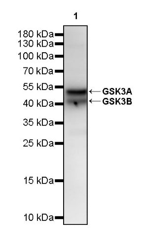 GSK3A/B Recombinant Rabbit mAb (S-2659-135)