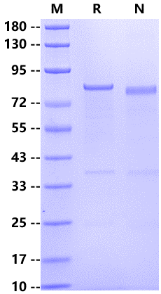 CRBN GST&His Tag Protein, Human