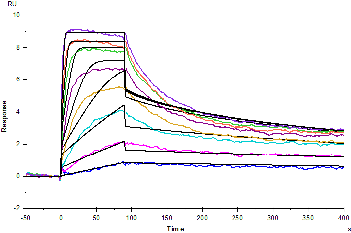 TNFR-2/CD120b His Tag Protein, Human