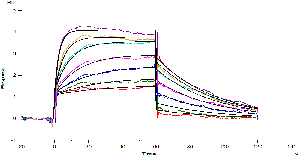 FGF-21 Protein, Mouse