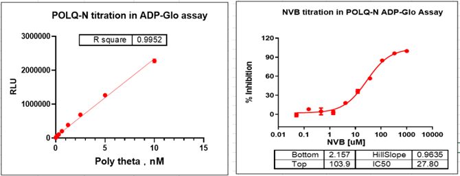 POLtheta Protein