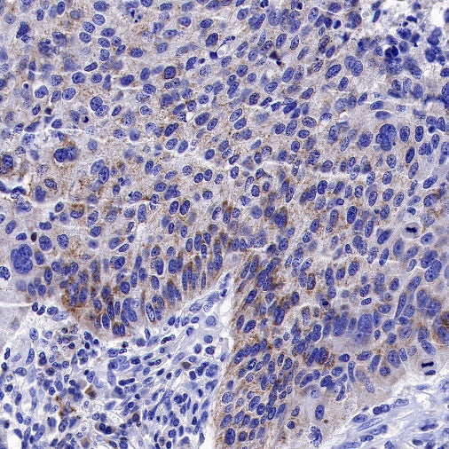 Bim Recombinant Rabbit mAb (S-994-29)
