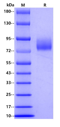 Human CD36, His tag