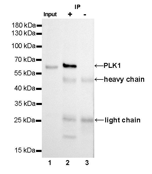 PLK1 Recombinant Rabbit mAb (SDT-R062)