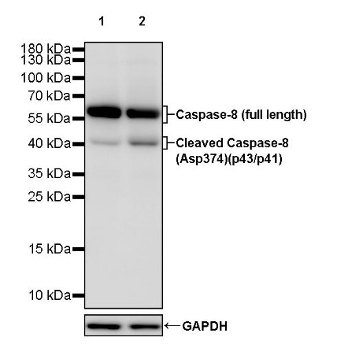 Caspase-8 Recombinant Rabbit mAb (S-1530-30)