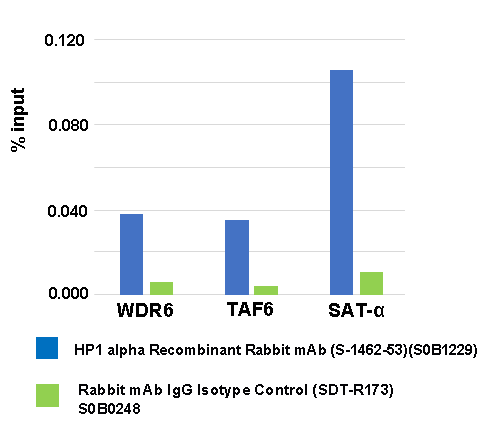 HP1α Recombinant Rabbit mAb (S-1462-53)