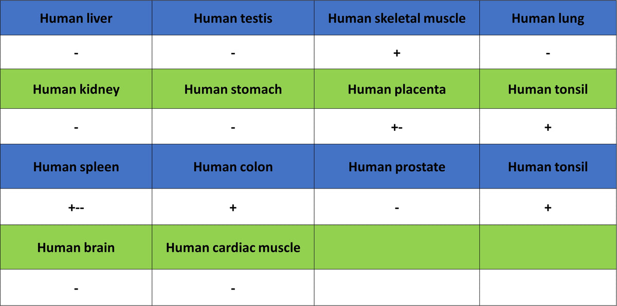 Thymidine Kinase 1 Recombinant Rabbit mAb (S-4127-43)