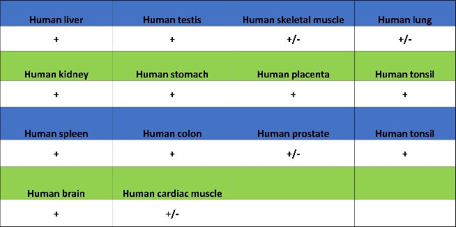 GBA Recombinant Rabbit mAb (S-3211-14)