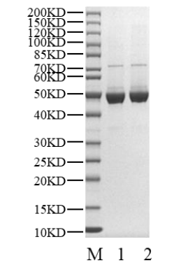CBLC Protein, Human