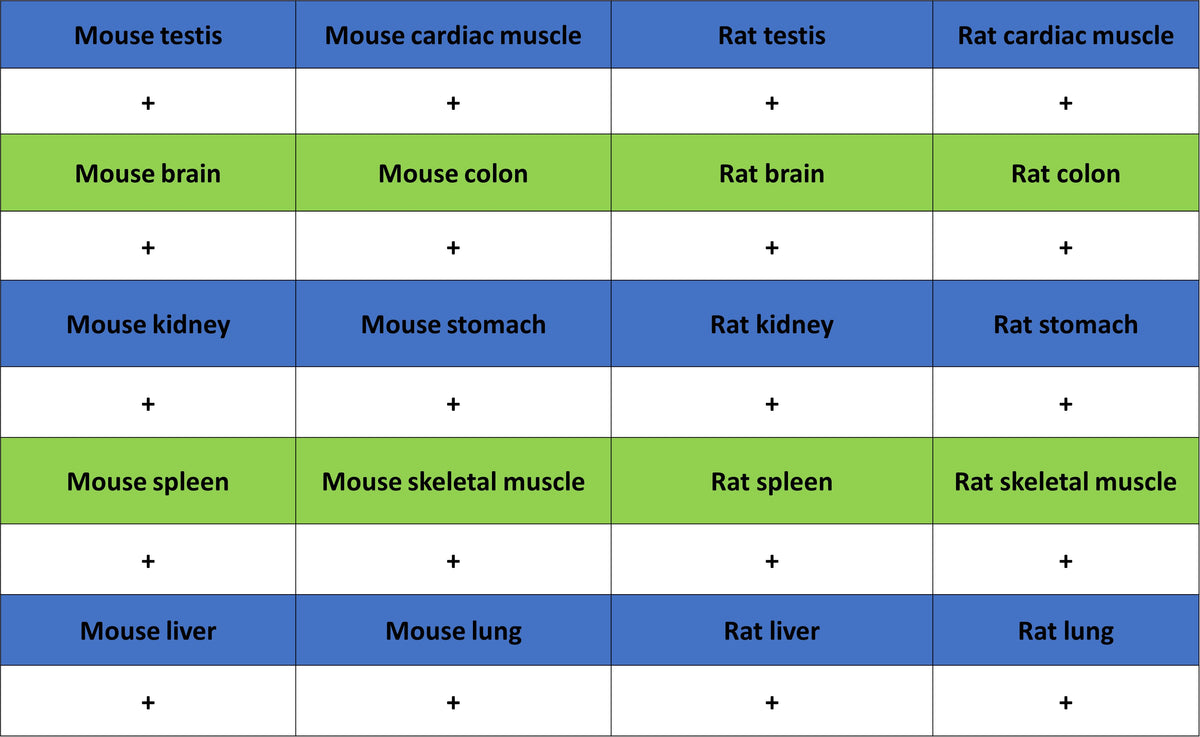 Beta Tubulin Recombinant Mouse mAb (S-5422)