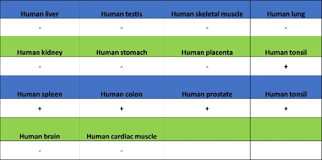 NFAT2 Recombinant Mouse mAb (S-4705)