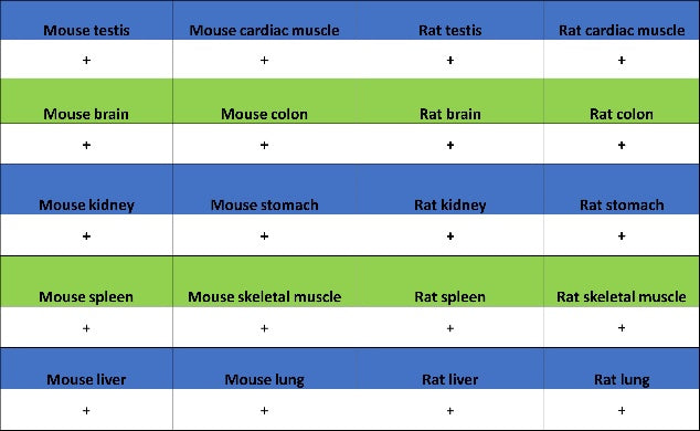 Caspase-7 Recombinant Rabbit mAb (S-782-50)