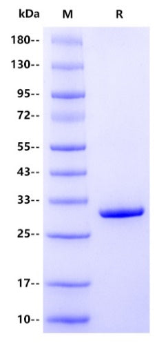 YWHAQ/14-3-3 theta His Tag Protein, Human