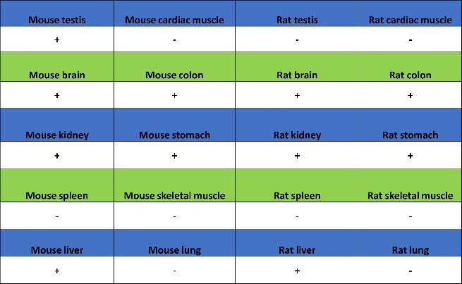 ALDH1L1 Recombinant Rabbit mAb (S-2885-49)