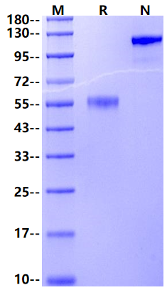 Collectrin/TMEM27 Fc Chimera Protein, Human