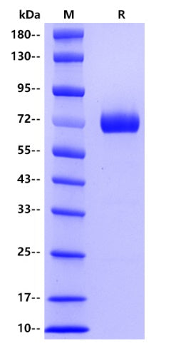 Human CD38, hFc tag